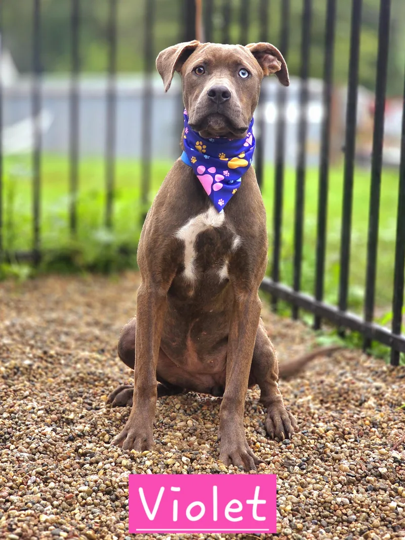 A baby large-sized female Mastiff dog named Violet for adoption in Walthill, NE