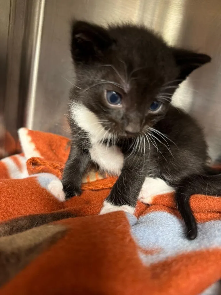 A baby medium-sized male Domestic Short Hair cat named Eugene for adoption in Minot, ND