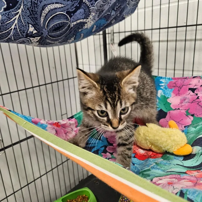 A baby small-sized male Black Domestic Short Hair cat named Jack for adoption in Zanesville, OH