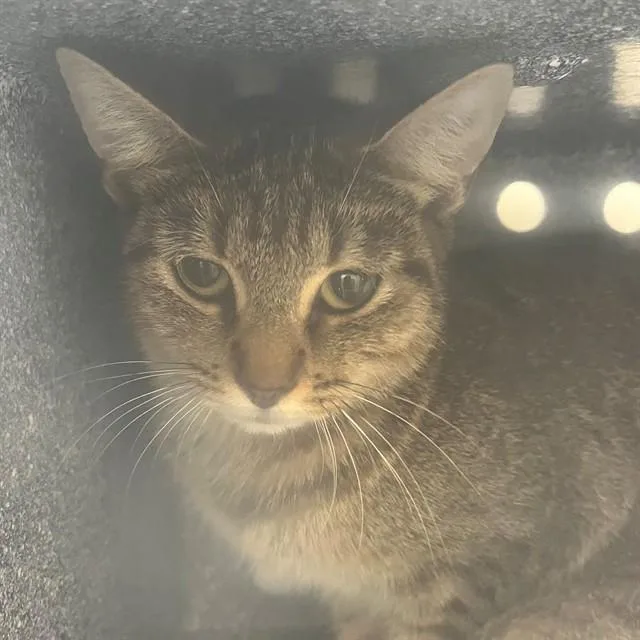 A young small-sized female Domestic Short Hair cat named Aura for adoption in Naples, FL