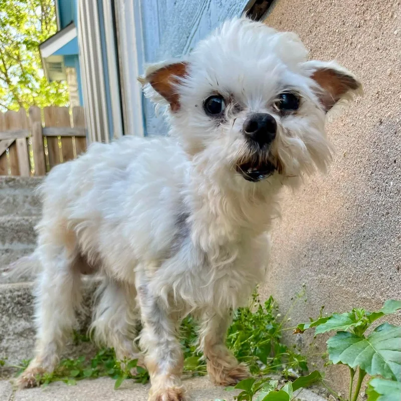 A senior small-sized male White / Cream Morkie dog named Love Bug for adoption in Warren, RI