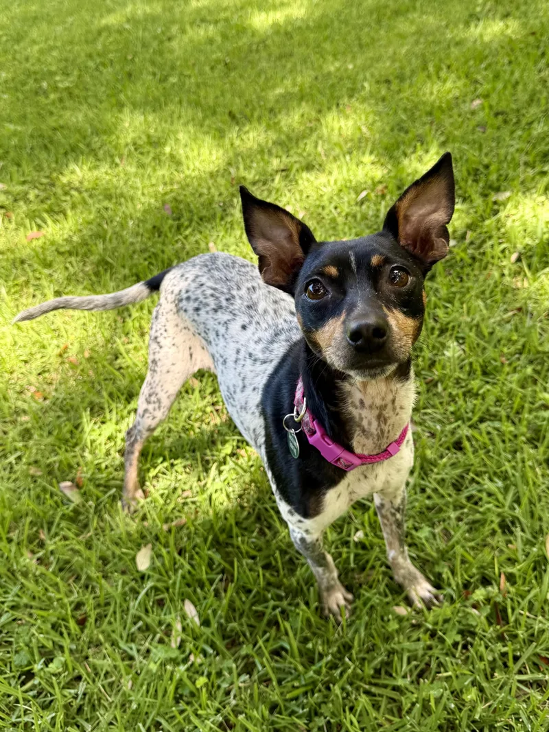 An adult small-sized female Rat Terrier dog named Penelope for adoption in Milton, FL