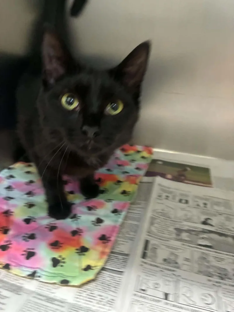 An adult medium-sized male Black Domestic Short Hair cat named Sneezle for adoption in Sullivan, IN