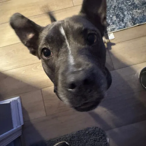 A young medium-sized female Black Mixed Breed dog named Izzy for adoption in Bellmawr, NJ