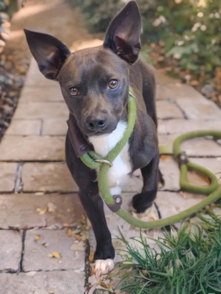 An adult small-sized male Chihuahua dog named Gomez Pickens for adoption in Sumter, SC
