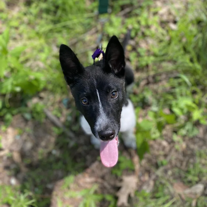 A young medium-sized male Black Mixed Breed dog named Rudy for adoption in Edwardsville, IL