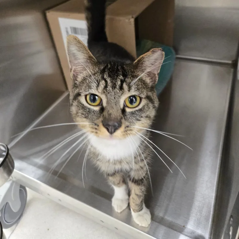 An adult medium-sized male Brown / Chocolate Domestic Short Hair cat named Home Improvement for adoption in East Smithfield , PA