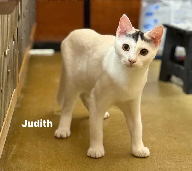 A young small-sized female Domestic Short Hair cat named Judith for adoption in New Bern, NC