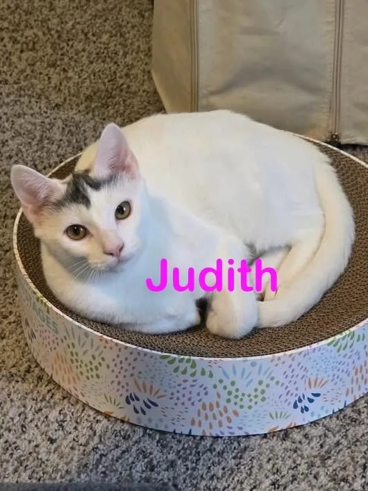 Judith thumbnail 2