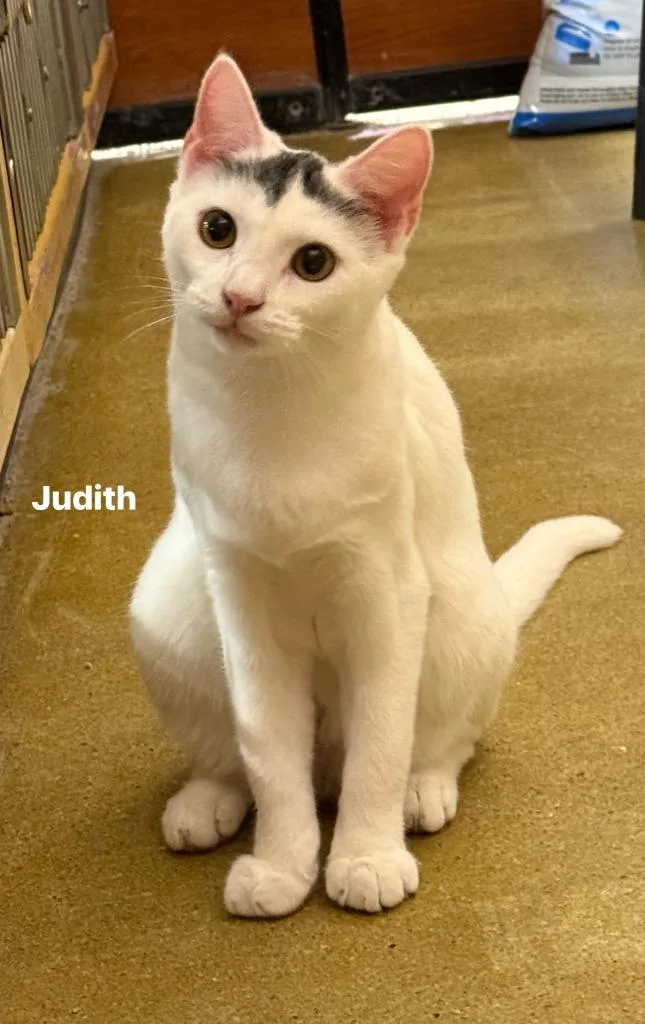 Judith thumbnail 3