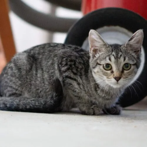 A young medium-sized female Tabby (Brown / Chocolate) Domestic Short Hair cat named Nabisco for adoption in Tipp City, OH
