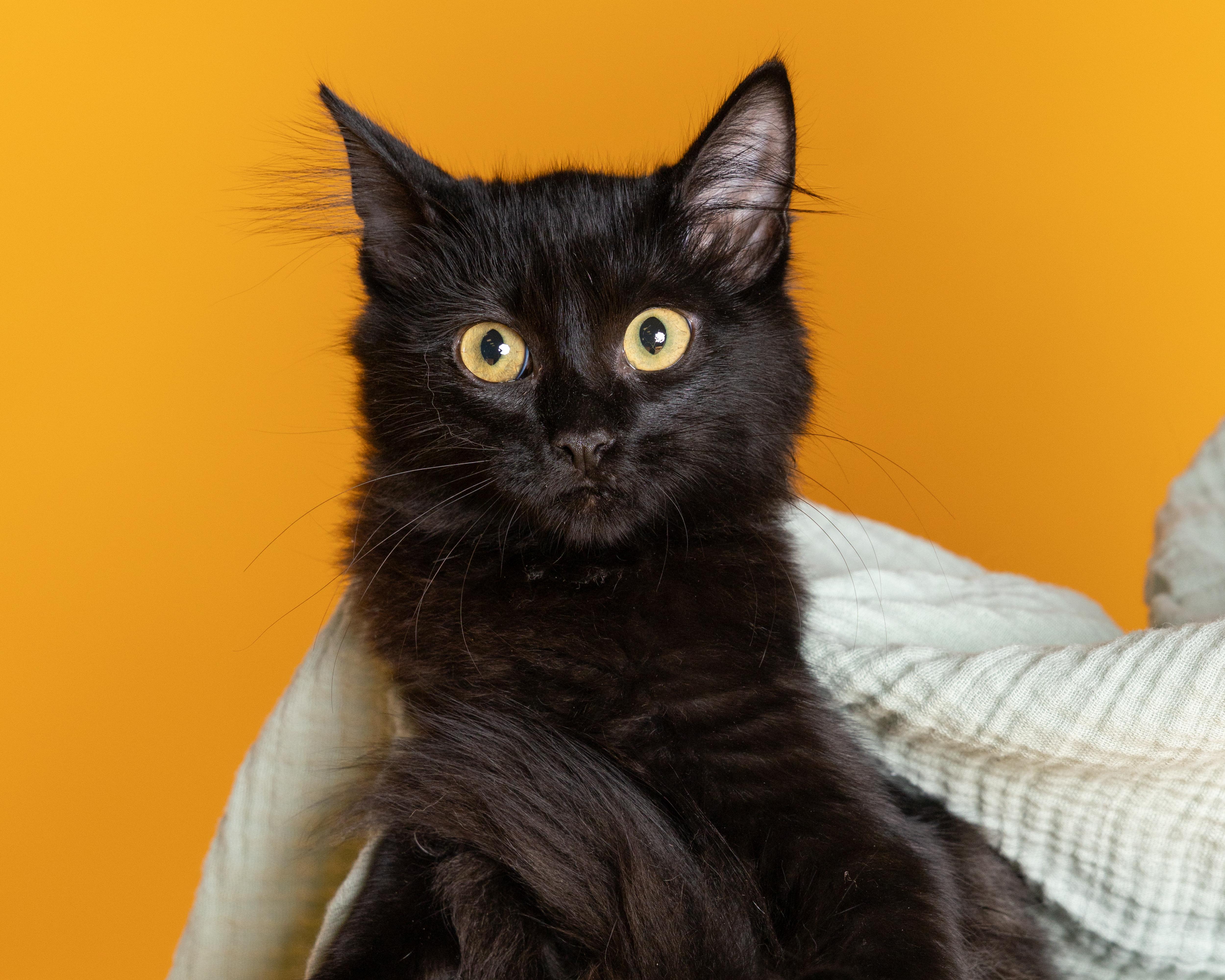 A baby large-sized female Bombay cat named Sunshine for adoption in Pflugerville, TX