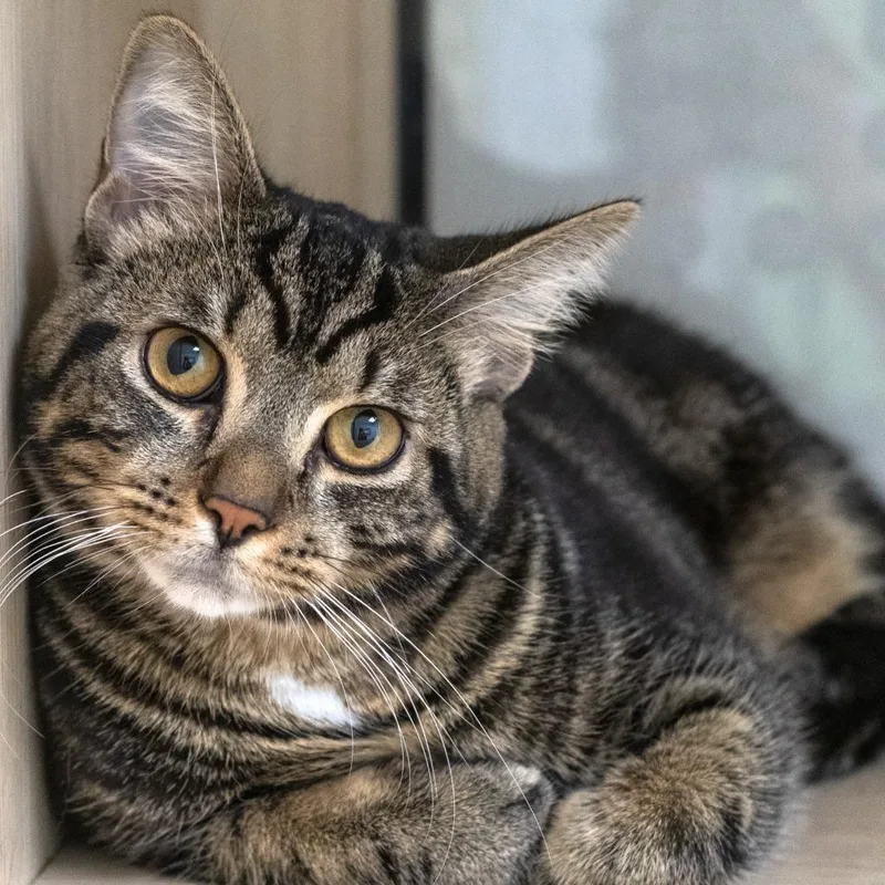 An adult medium-sized male Tabby (Tiger Striped) Domestic Short Hair cat named Schnitzel for adoption in Pontiac, MI