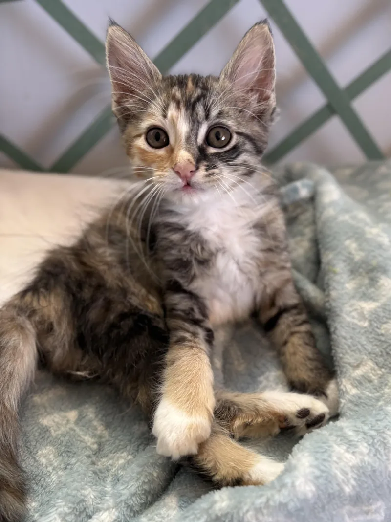 A baby small-sized female Torbie Domestic Medium Hair cat named Rainbow for adoption in Oracle, AZ