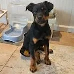 A baby medium-sized female Rottweiler dog named Stevie for adoption in Yakima, WA