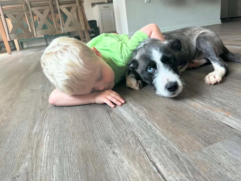 A baby medium-sized male Feist dog named Connor for adoption in Holbrook, NY