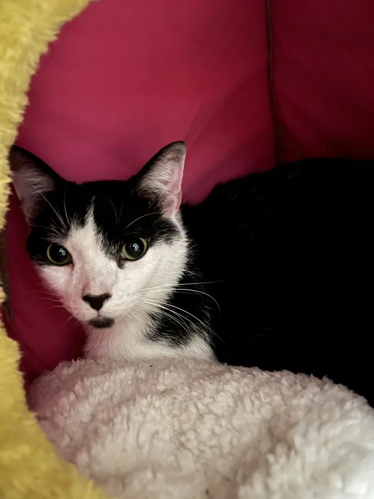 An adult large-sized male Black & White / Tuxedo Domestic Short Hair cat named Button for adoption in Emerald Isle, NC