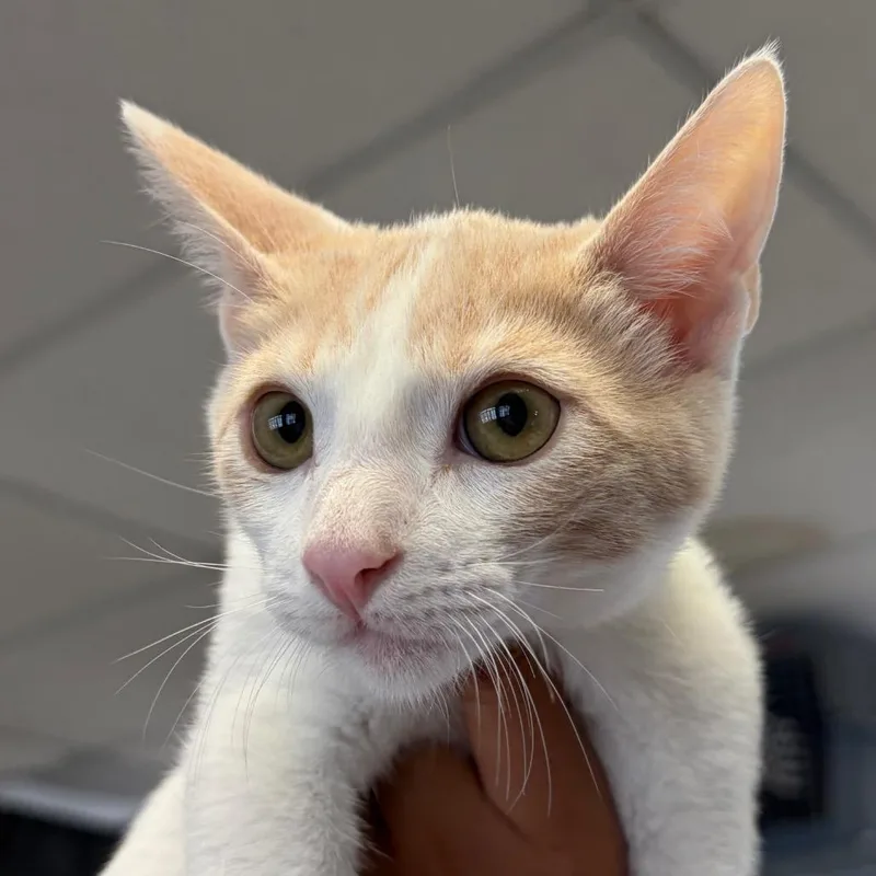 A baby small-sized male White Domestic Short Hair cat named Thumper for adoption in Santa Barbara, CA