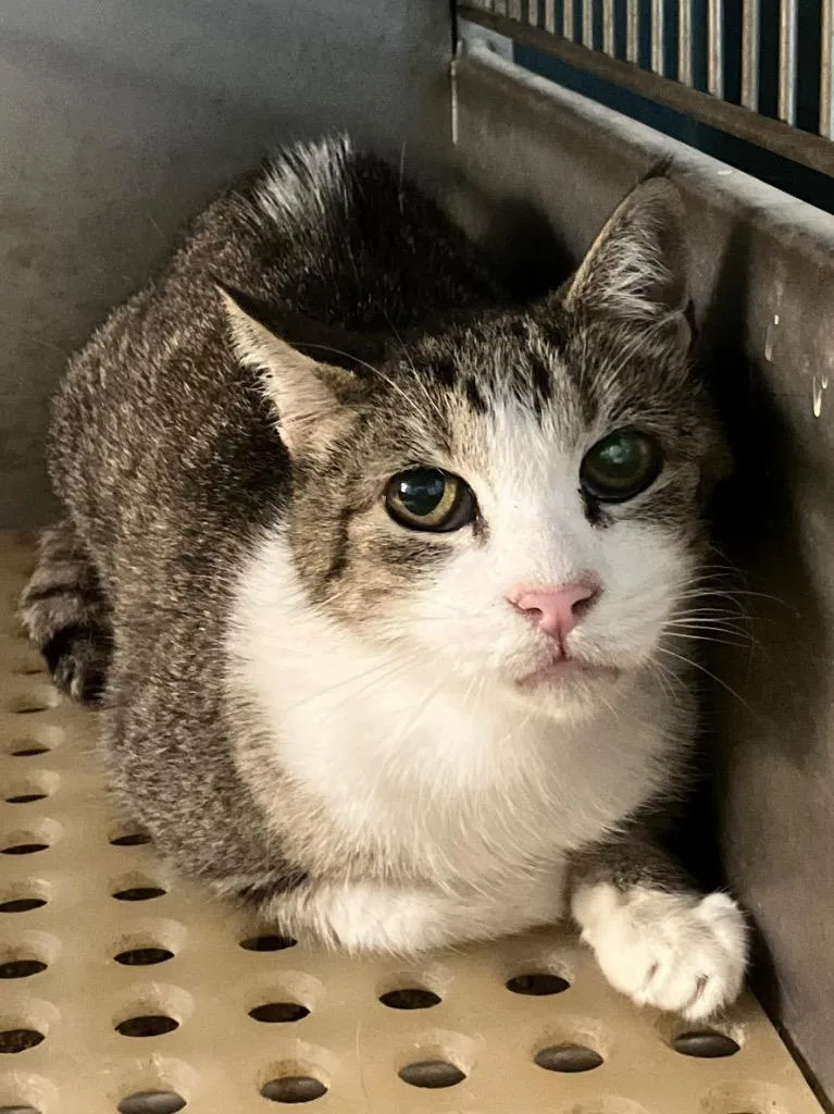 A young medium-sized male Domestic Short Hair cat named Squeaky for adoption in Benton, AR