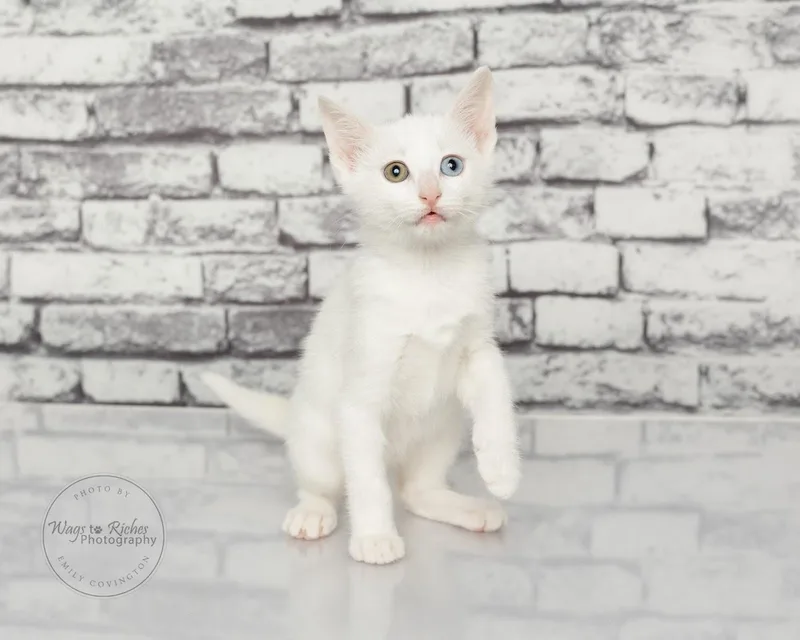 Colby  Only  thumbnail 6