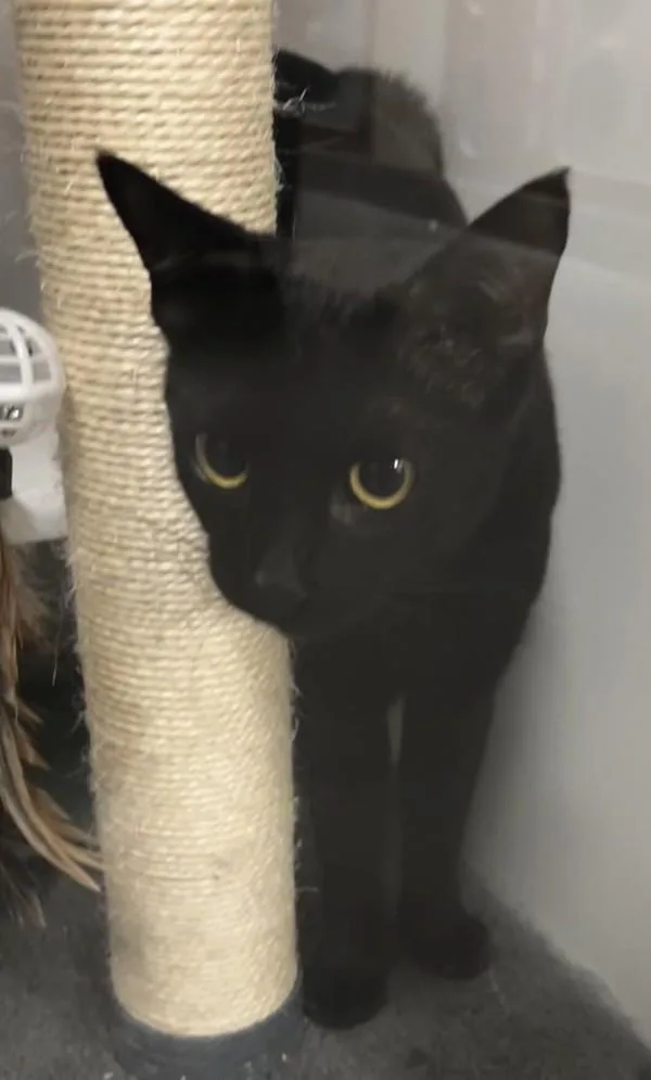 A young small-sized female Domestic Short Hair cat named Chatty Cathy for adoption in El Cajon, CA