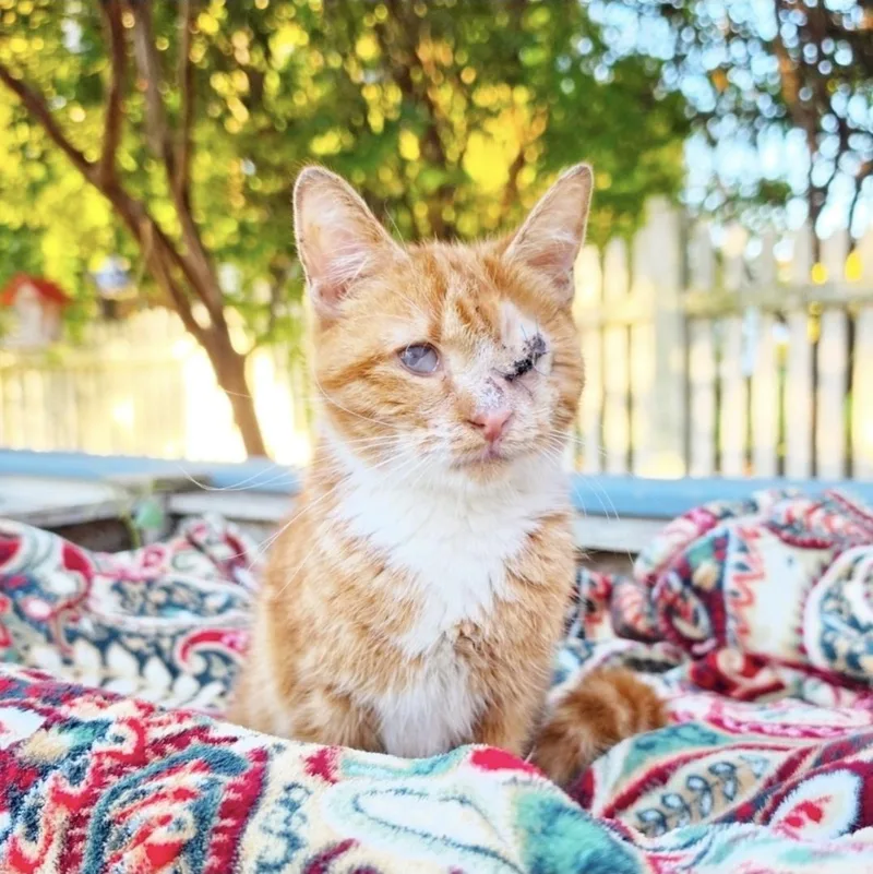 An adult small-sized female Domestic Short Hair cat named Haddie for adoption in Manchester, MD
