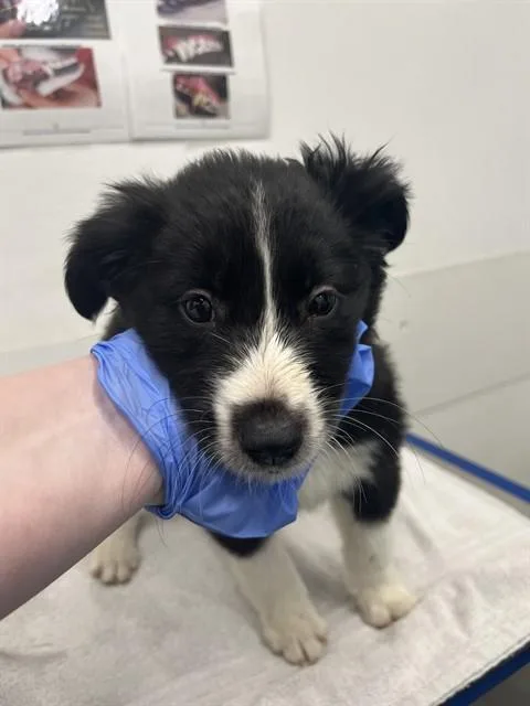 A baby medium-sized female Border Collie dog named Kate Bush for adoption in Mesa, AZ