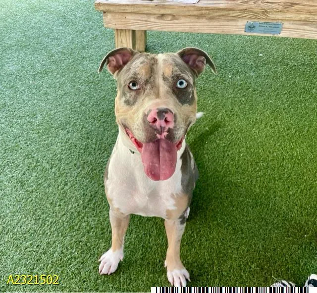 A young medium-sized male Mixed Breed dog named Prince for adoption in West Palm Beach, FL