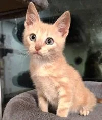 A baby small-sized male Buff / Tan / Fawn Domestic Short Hair cat named Ollie for adoption in Lebanon, PA