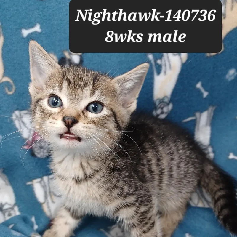 Nighthawk