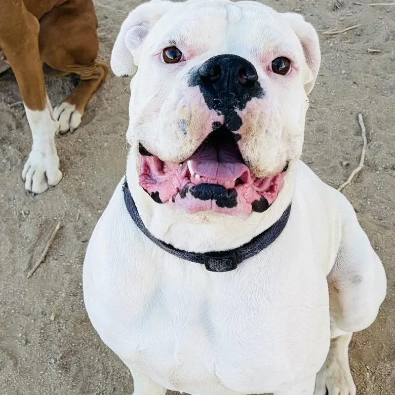 A young small-sized male White / Cream Boxer dog named Kittle for adoption in McMinnville, OR