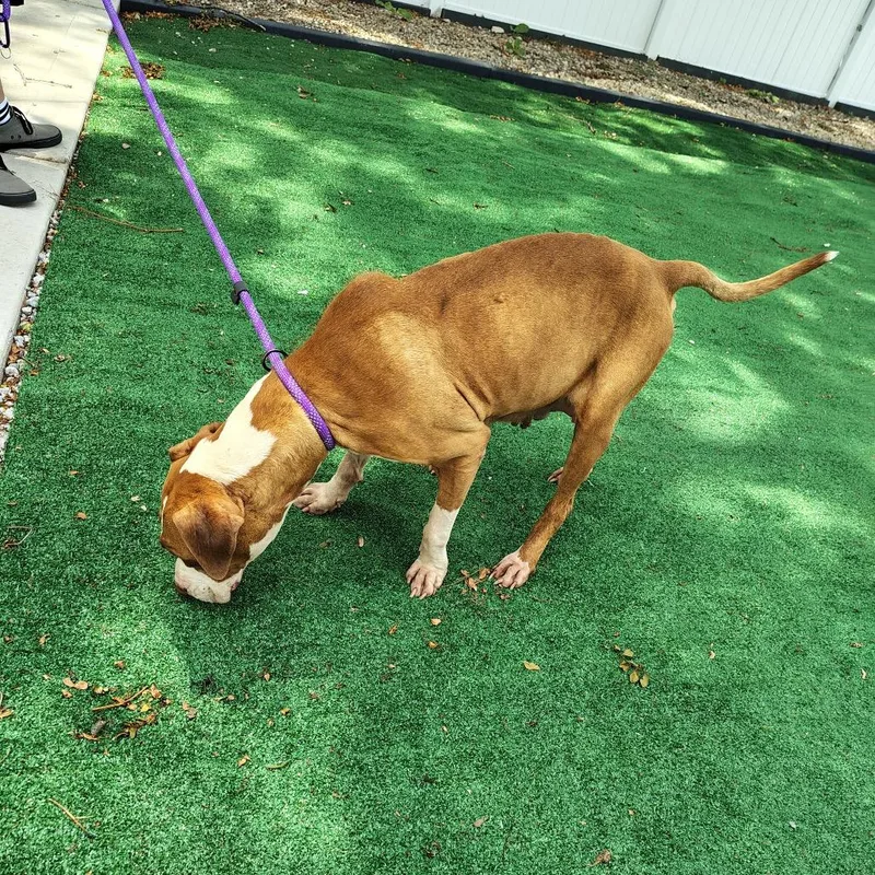 Sugar Plum thumbnail 2