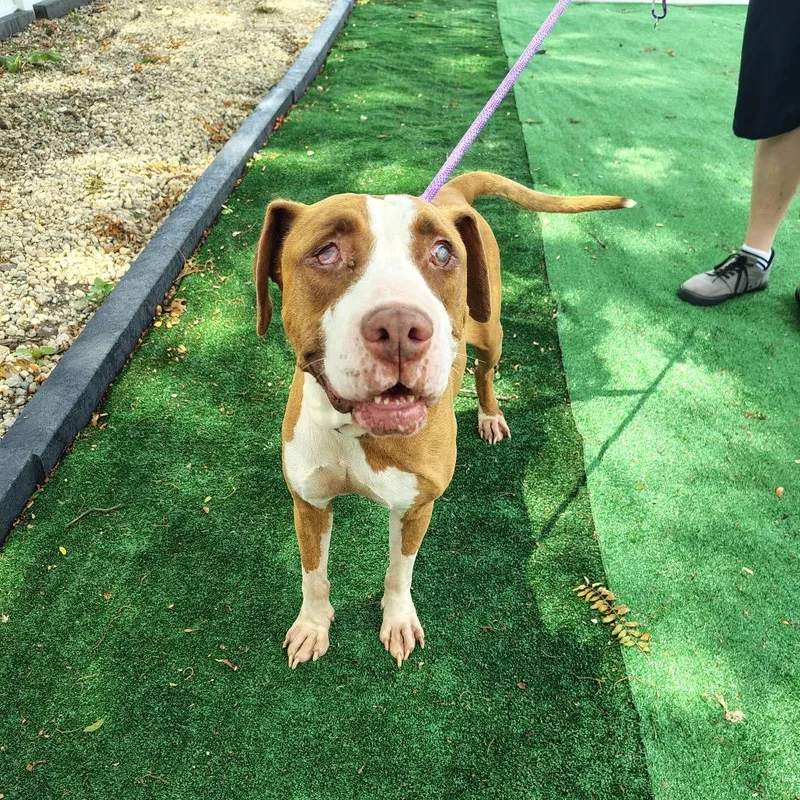 Sugar Plum thumbnail 3