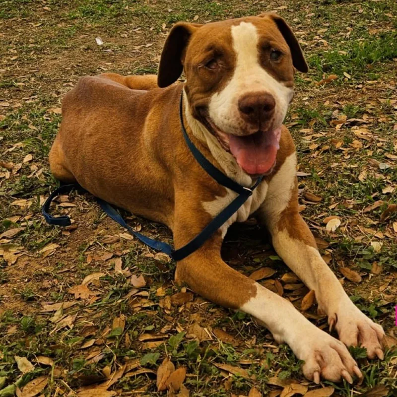 Sugar Plum thumbnail 4