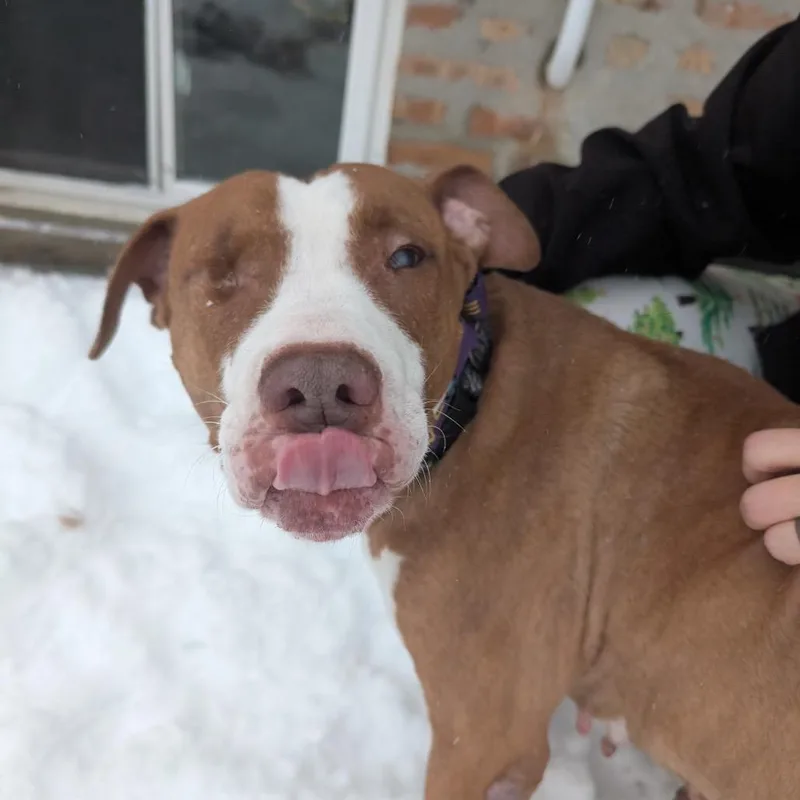 Sugar Plum thumbnail 5