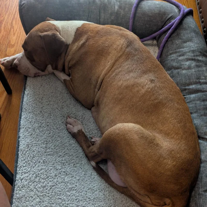 Sugar Plum thumbnail 6