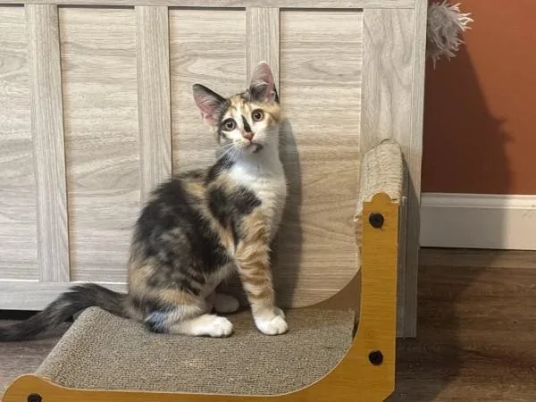 A baby medium-sized female Domestic Short Hair cat named Pinky Pie for adoption in Kannapolis, NC