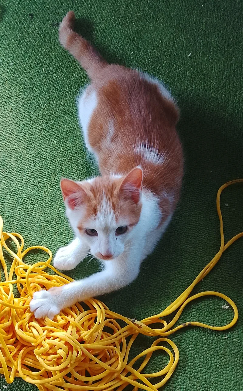 A baby medium-sized male Orange & White Domestic Short Hair cat named Orange Blossom for adoption in Thorofare, NJ