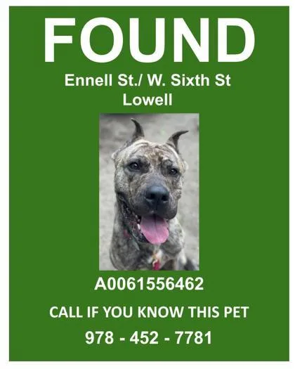 An adult extra large-sized female Cane Corso dog named Janie for adoption in Lowell, MA
