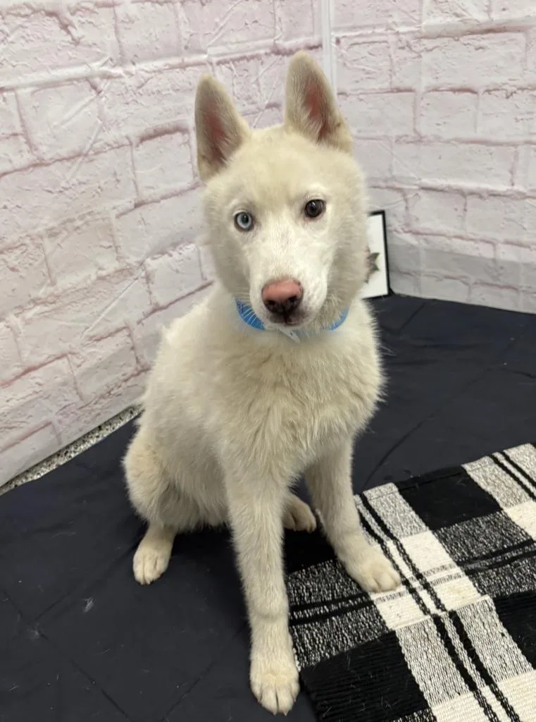 A baby medium-sized male Siberian Husky dog named Sycamore for adoption in Detroit, MI