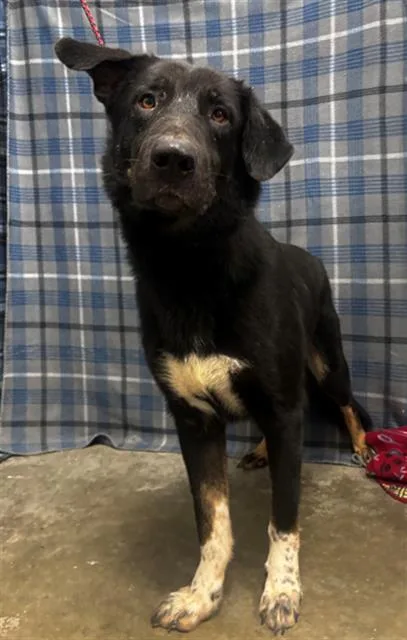A young large-sized male German Shepherd Dog dog named Smokey for adoption in Rosenberg, TX