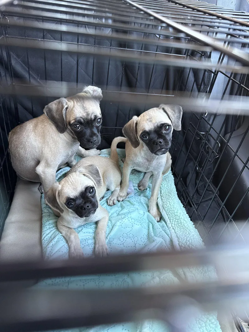 A baby small-sized female Pug dog named Waffles  Pancakes and for adoption in Capistrano Beach, CA