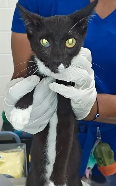 A baby small-sized male Domestic Short Hair cat named A for adoption in Ocala, FL