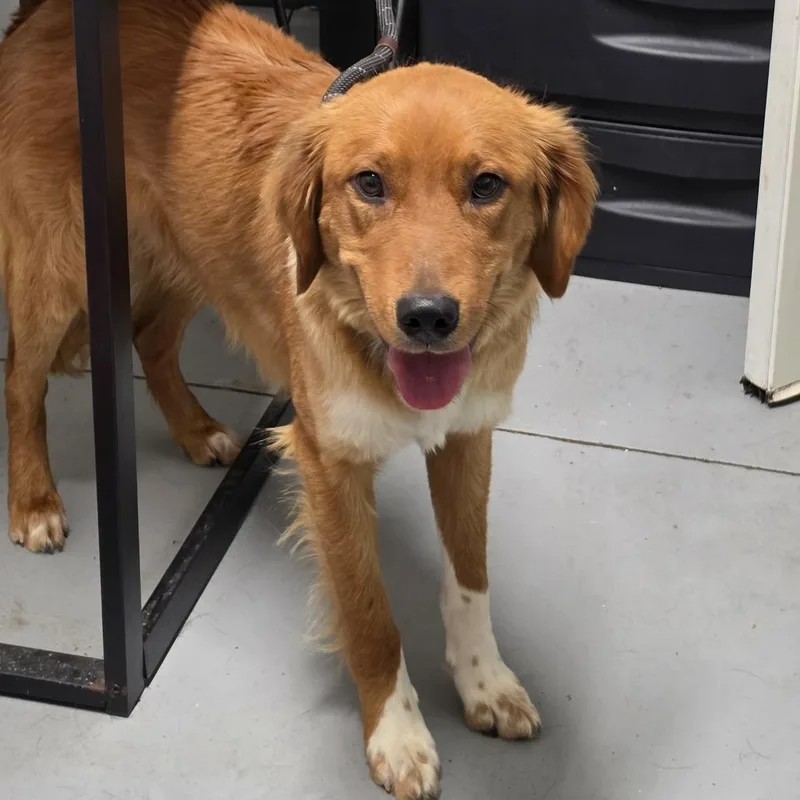 An adult small-sized male Red / Chestnut / Orange Mixed Breed dog named Waffles for adoption in Troy, IL