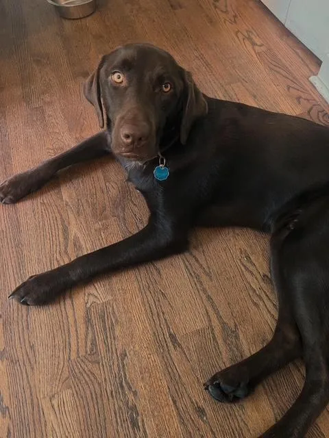 A young large-sized male Chocolate Labrador Retriever dog named Franklin for adoption in Indianapolis, IN