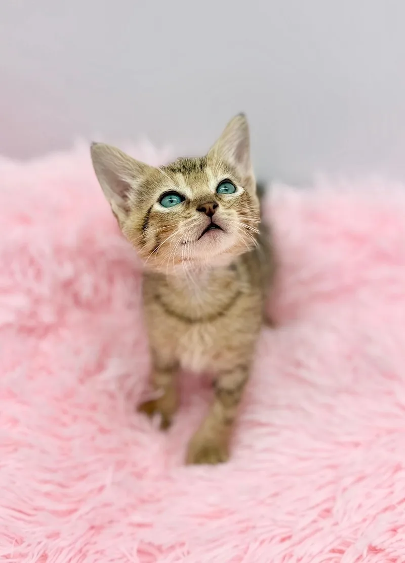 A baby medium-sized male Tabby (Brown / Chocolate) Oriental Tabby cat named Hippo Campus for adoption in Covington, LA