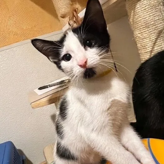 A baby medium-sized male Black Domestic Short Hair cat named Spots for adoption in Boca Raton, FL