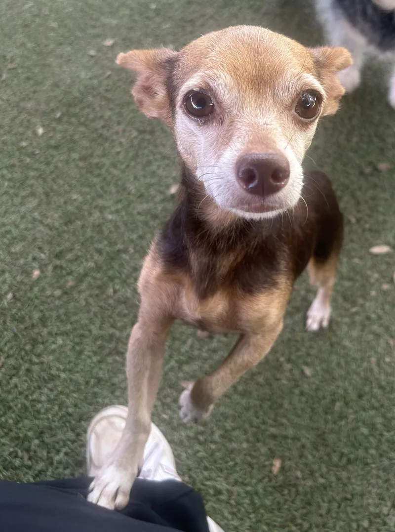 An adult small-sized female Chihuahua dog named Evie for adoption in Pipe Creek, TX