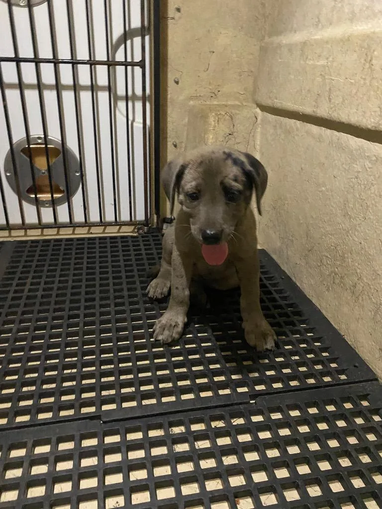 A baby large-sized male Mixed Breed dog named Mize for adoption in Cartersville , GA