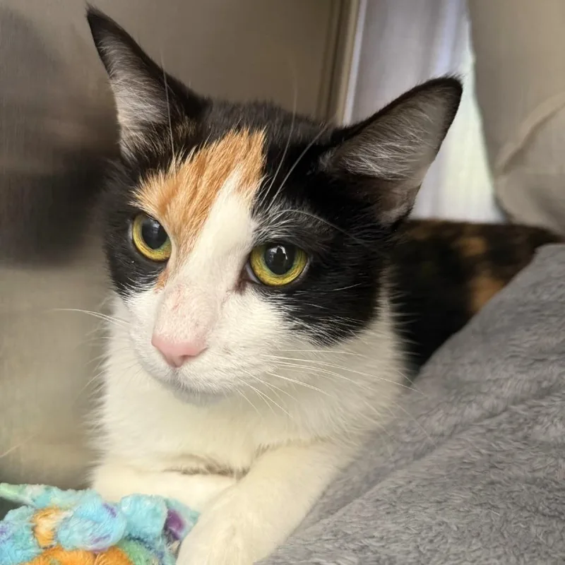 An adult medium-sized female Calico Domestic Short Hair cat named Mrs. Puff for adoption in Pittsburgh, PA